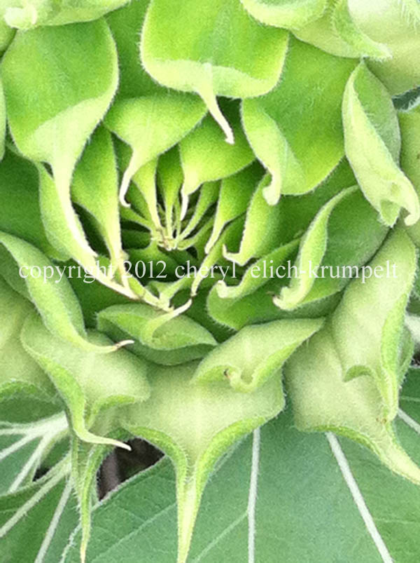 Think Spring! Photo, Sunflower Begins by Cheryl Elich-Krumpelt and poem